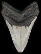 Bargain, Megalodon Tooth - North Carolina #54797-2